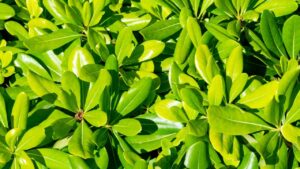 È proprio questa la pianta che cercavi, i suoi cespugli profumati renderanno il tuo giardino elegantissimo