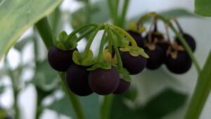 Solanum nigrum, non confonderti! Cosa dovresti sapere sull’erba morella e i rischi legati alla sua tossicità