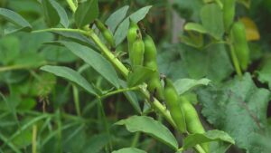 Quando piantare le fave? I contadini fanno così