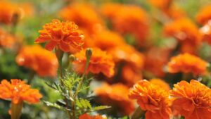 Come preparare il tuo giardino con le piante antizanzare