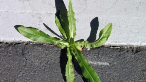 Sapevi che l’aceto può essere usato come diserbante naturale? Segui questi preziosi consigli per il tuo giardino