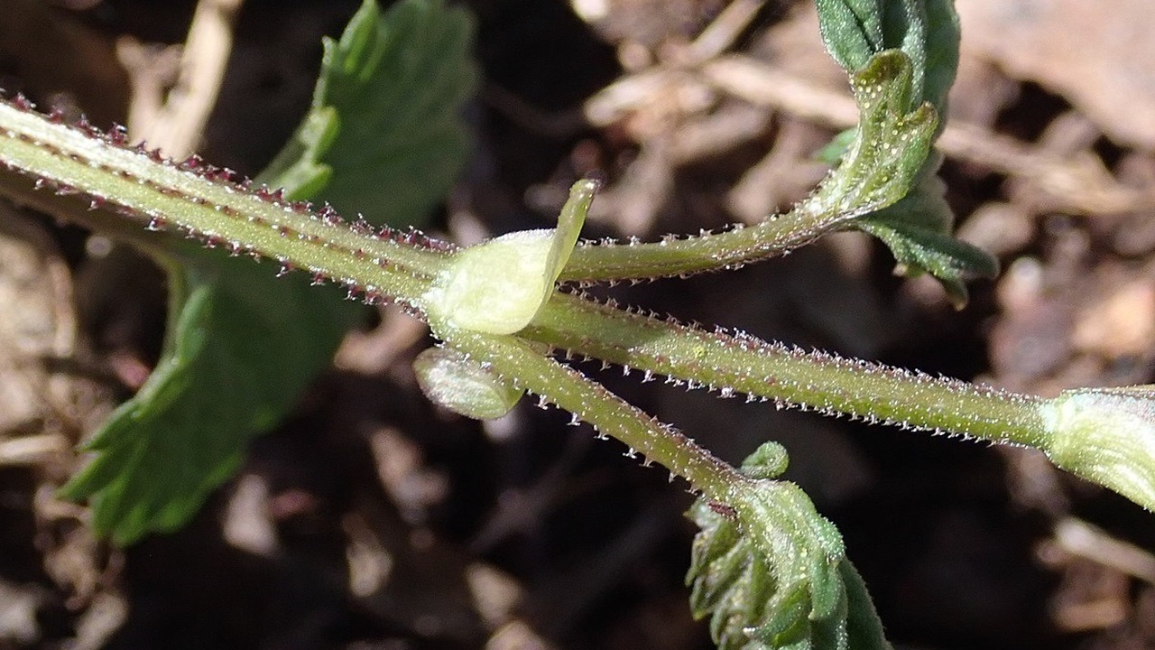 Bruscandoli primo piano