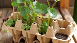 Scopri il giardinaggio ecologico con cartoni e contenitori delle uova riciclati