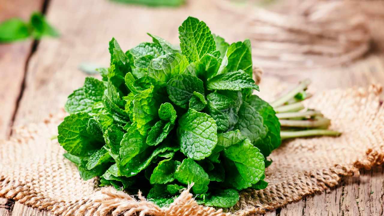 Foglie di menta in primo piano