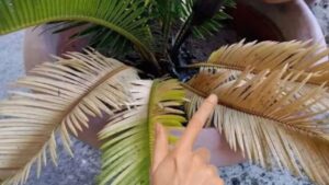 Foglie ingiallite delle cycas: ecco come risolvere