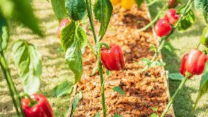 Non perdere il raccolto! Cosa non bisogna piantare accanto ai peperoni oltre alle barbabietole e alle patate