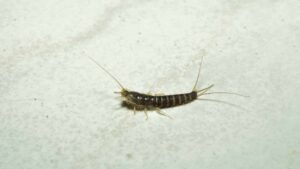 Pesciolini d’argento: i segreti della nonna e cosa puliva per farli scomparire