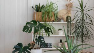 Perché la tua pianta non cresce? Queste sono tutte le possibili cause