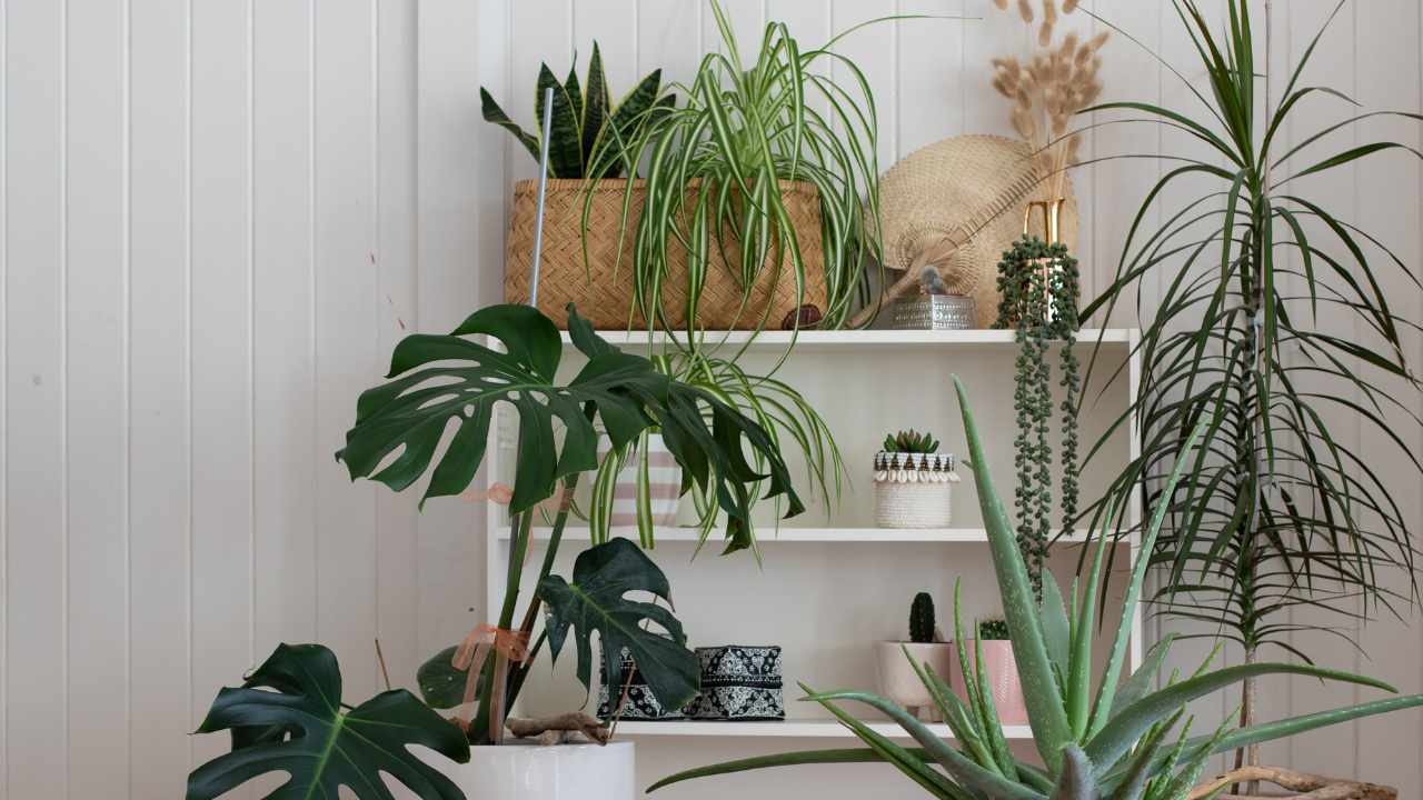 piante d'appartamento