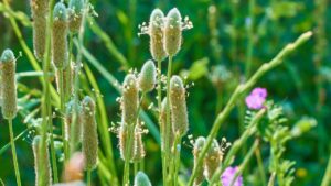 Questa pianta purifica i reni, riduce il colesterolo e allevia i fastidi della diarrea