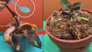 Come idratare le radici delle piante prima del trapianto: questo metodo funziona sempre