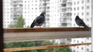 Quale odore è sgradito per i piccioni? Grazie a queste soluzioni efficaci puoi allontanarli e proteggere i tuoi spazi!