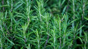 Rosmarino rigoglioso? Grazie a questo metodo sarà possibile