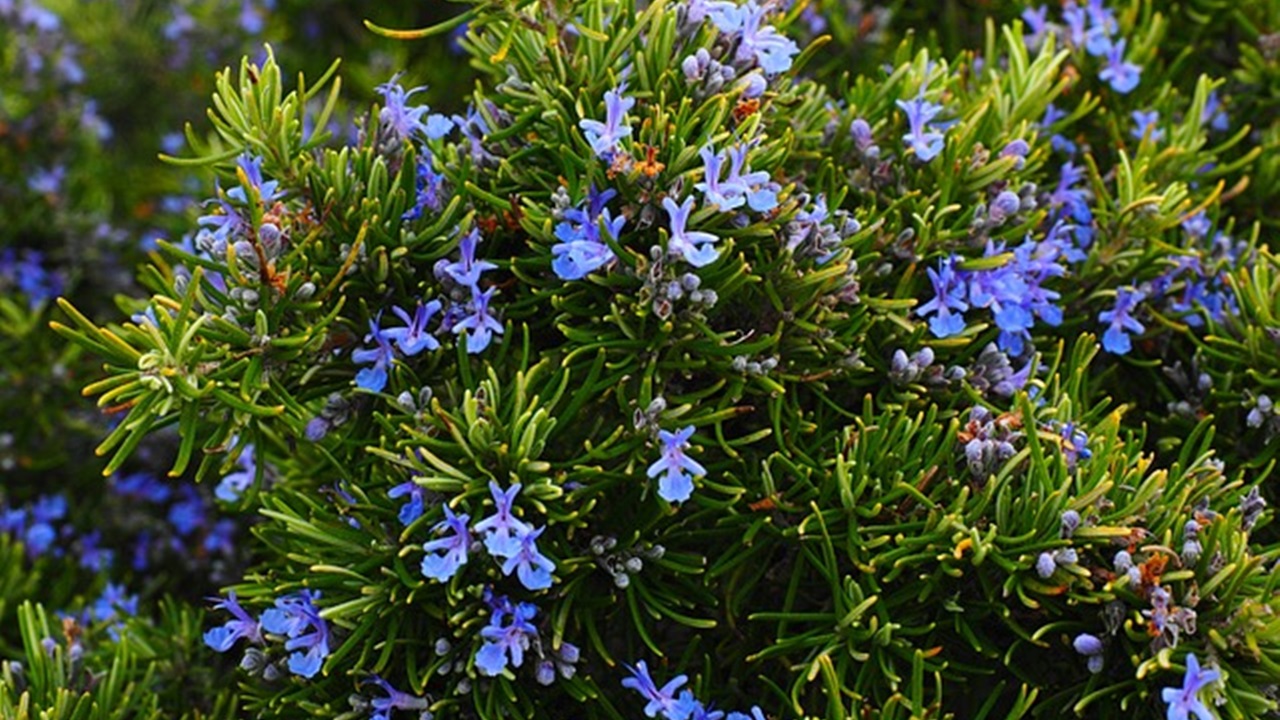 fiori di rosmarino
