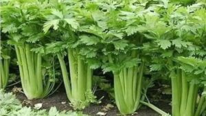 Questa pianta pulisce i reni, il fegato e molto altro ancora: scopri di cosa si tratta