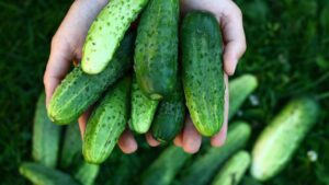 Il segreto per ottenere un raccolto abbondante di cetrioli? Pochi lo conoscono ma funziona sempre