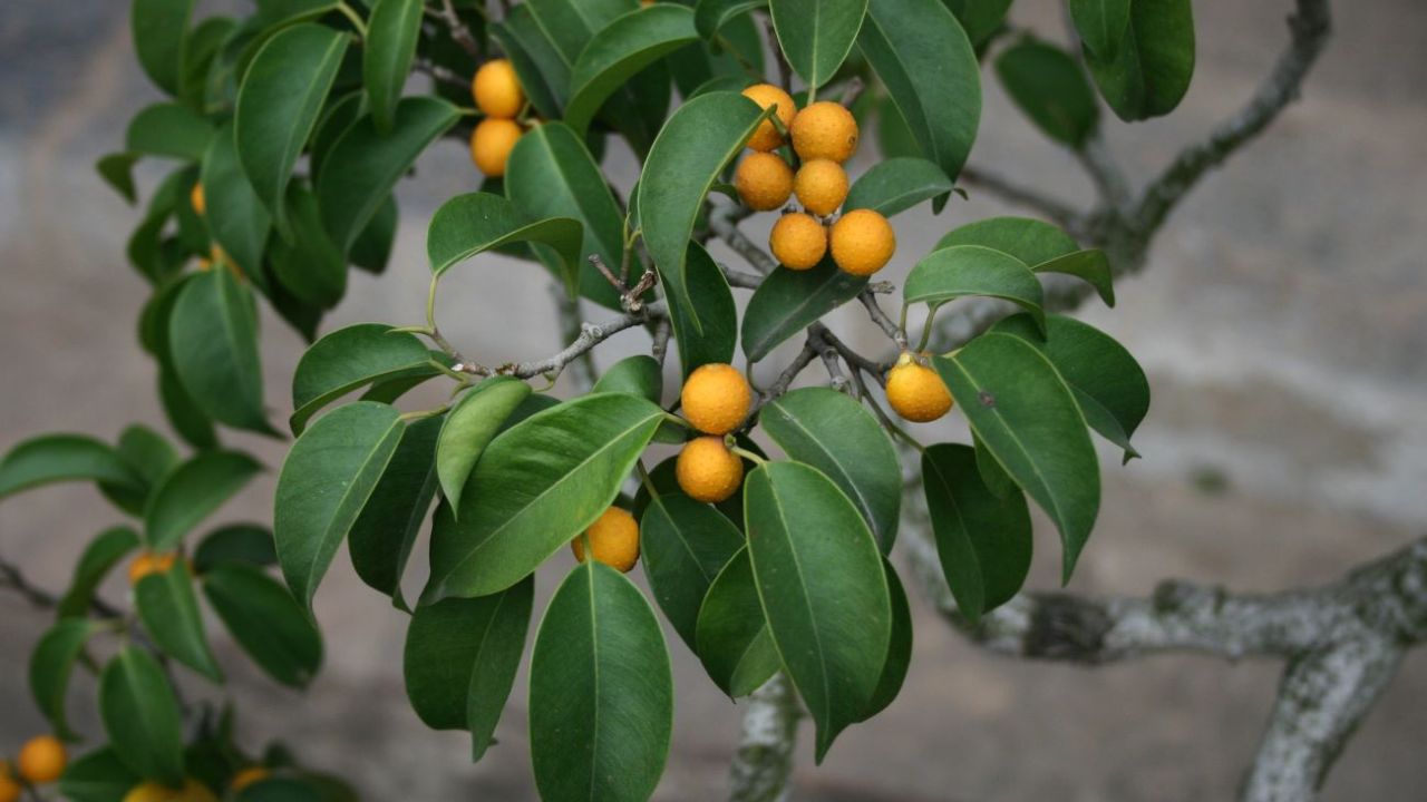 Primo piano Focus benjamin