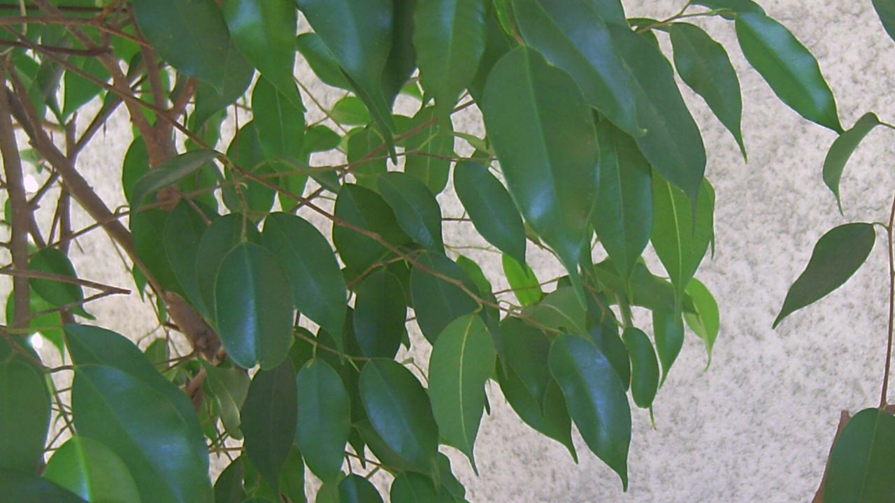 Dettaglio foglie Focus benjamin