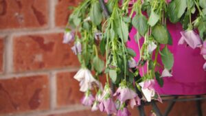 Come far rivivere le piante secche o appassite con un formidabile rimedio casalingo