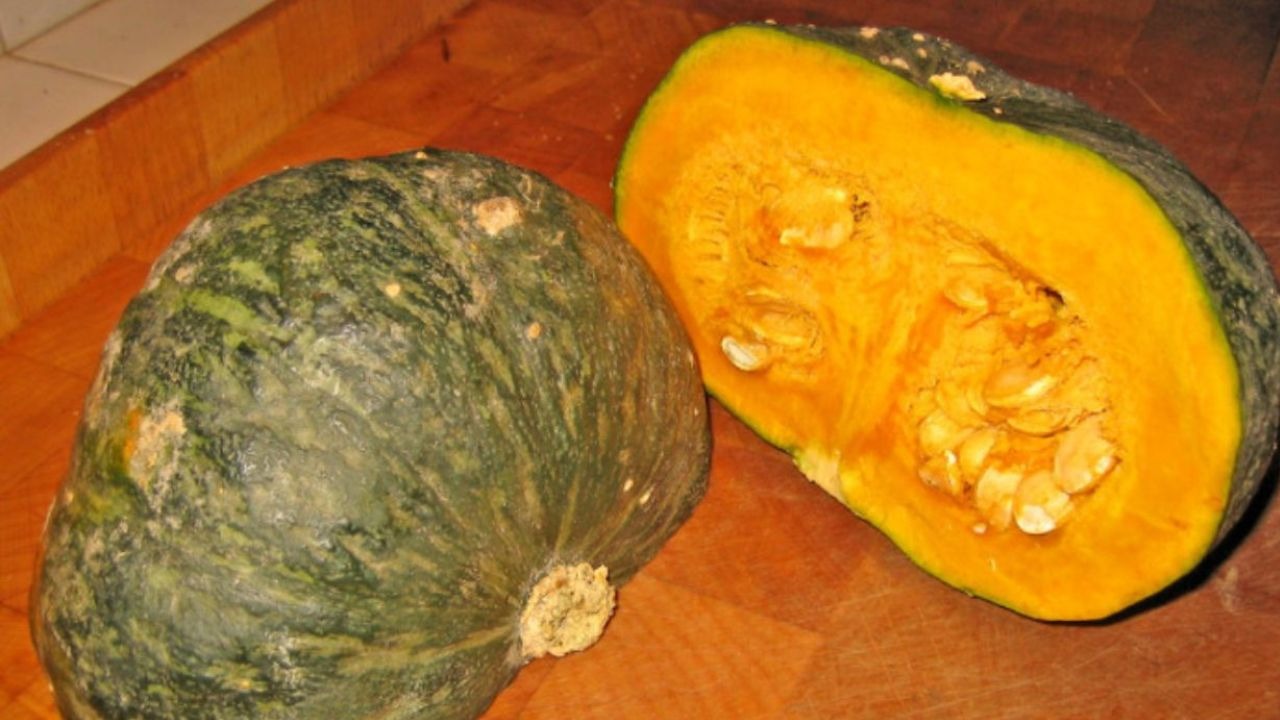 Zucca semi
