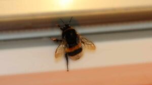 Non hai bisogno di trappole per difenderti da vespe e calabroni: ti bastano semplici trucchetti