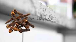 Formiche in cucina: un semplice rimedio per risolvere il problema