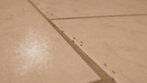 Hai le formiche in cucina? Ecco il rimedio naturale ed economico per allontanarle per sempre