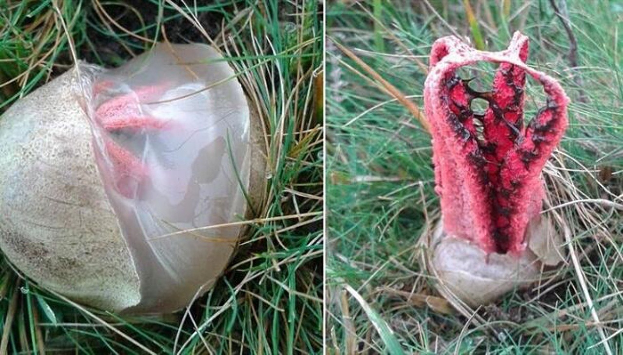 Clathrus archeri fungo