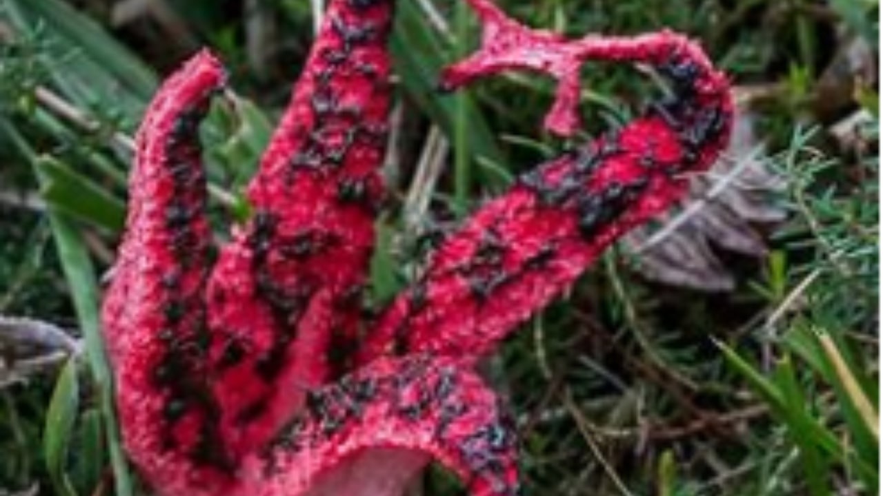 Esemplare di Clathrus archeri