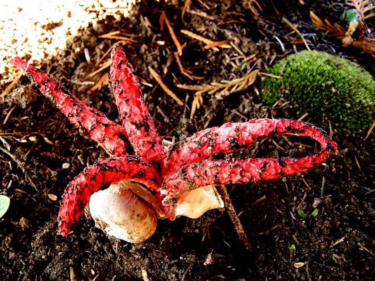 Clathrus archeri