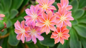 È questa la pianta dai fiori spettacolari che cambierà il tuo giardino