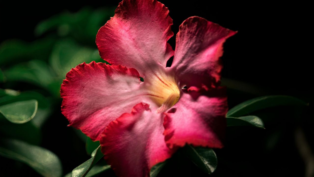 Bellissima rosa del deserto