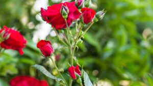 Come proteggere le rose dai parassiti: sono questi i rimedi naturali efficaci