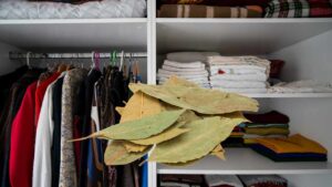 L’alloro è la soluzione più geniale per l’armadio: ecco perché