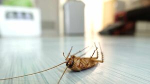 Hai trovato una blatta in casa? 6 rimedi per sbarazzartene