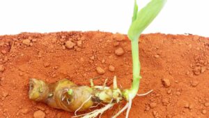 Come coltivare la curcuma in casa: tutto quello che devi sapere