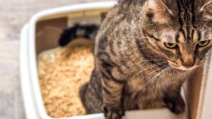 Rimedi fatti in casa per eliminare l’odore di urina del gatto