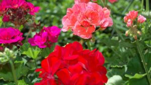 Sono queste le varietà di Geranio più belle, che renderanno il tuo balcone strabiliante