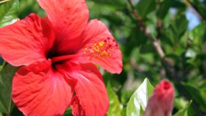 Pochi e semplici passi per far fiorire il tuo ibisco