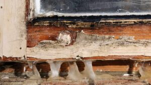 Muffa sul legno, liberatene con questi rimedi naturali