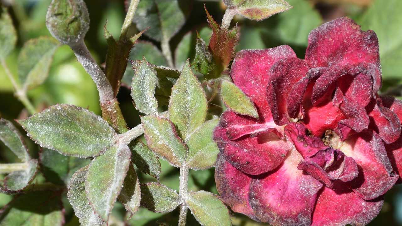 rosa