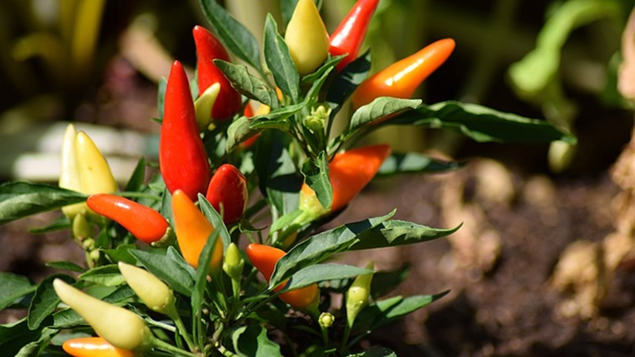 pianta di peperoncino