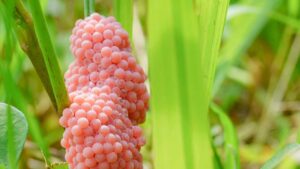 Attenzione a queste uova rosa, se le vedi chiama le autorità: di cosa si tratta