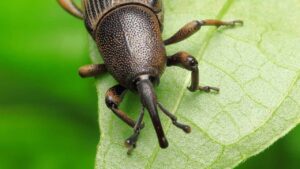 10 tipi di punteruoli e i rimedi fai da te per eliminarli