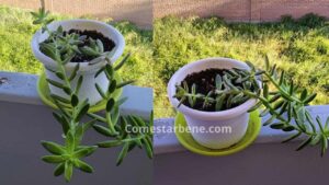 Succulente allungate: perché succede e come evitarlo