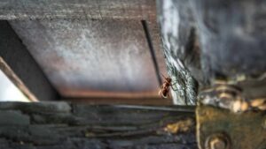 Vespa velutina: come evitare che faccia il nido