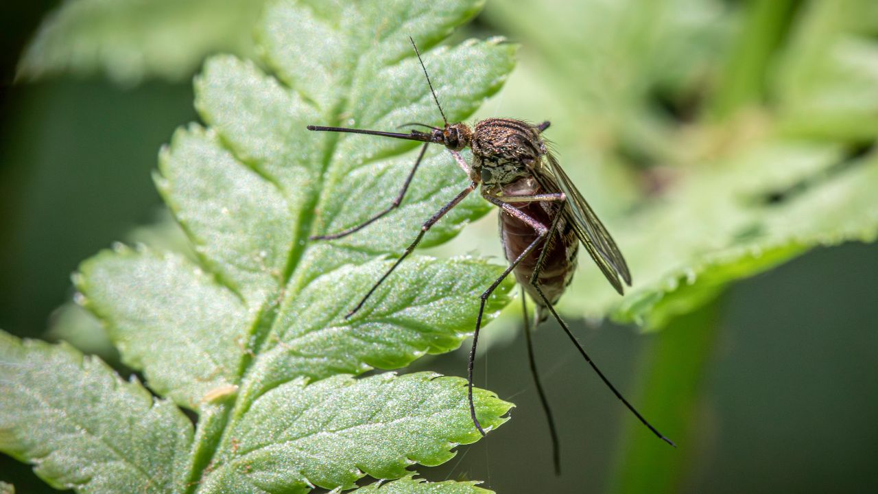 Zanzara sulle foglie