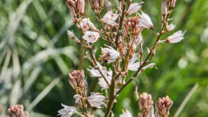 Asfodelo: come coltivare il fiore che resiste al calore