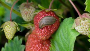 Proteggi le tue fragole dalle lumache grazie a questi rimedi tutti naturali