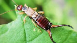 Insetti forbice: scopri questi metodi per difendere le tue piante